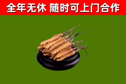 嵩市烟酒回收冬虫夏草.jpg