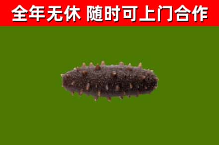 嵩市回收海参干
